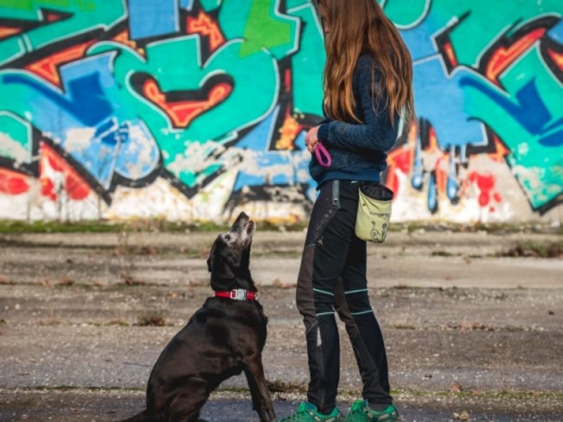 individualni-trening-pasa-klasik individualni-trening-pasa-klasik